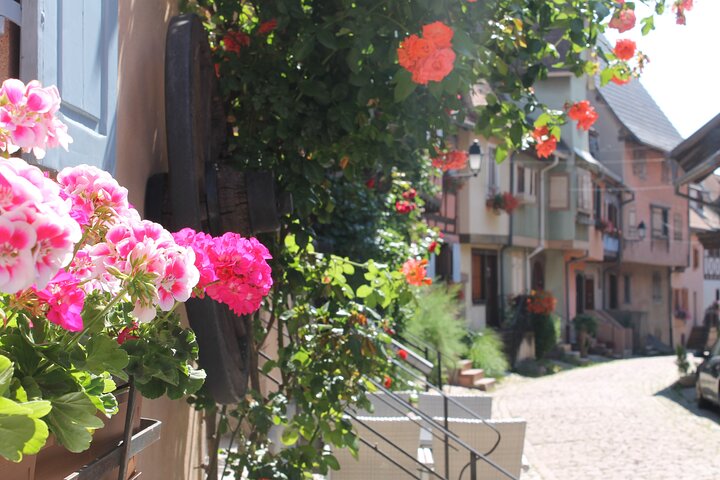 Alsace vinrute Liten gruppe halvdagstur med smaking fra Strasbourg