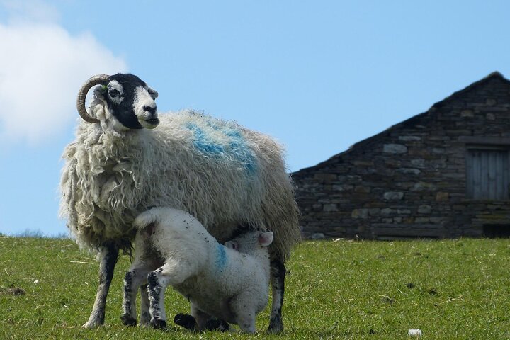 Visite privée «Toutes les créatures, grandes et petites» dans les Yorkshire Dales au départ de Harrogate