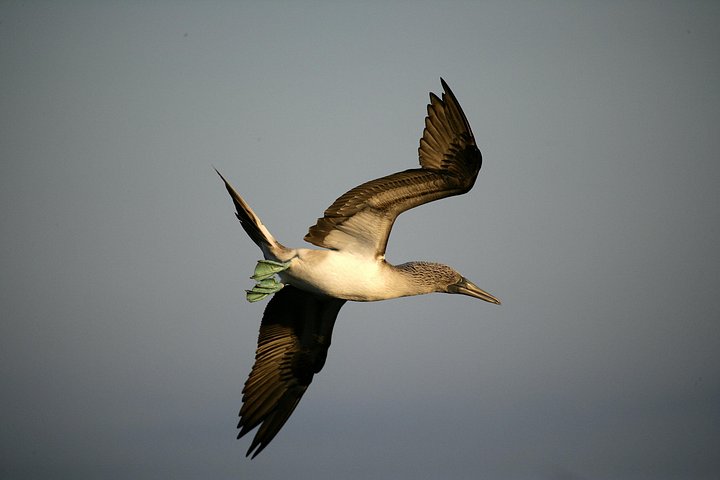 Galapagos Intensive 5 days, land base (3Islands) Excludes galapagos flight