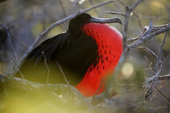Galapagos Intensive 5 days, land base (3Islands) Excludes galapagos flight