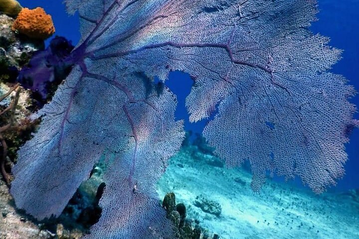 Cozumel snorkeltour: Palancar, Columbia en El Cielo Reefs