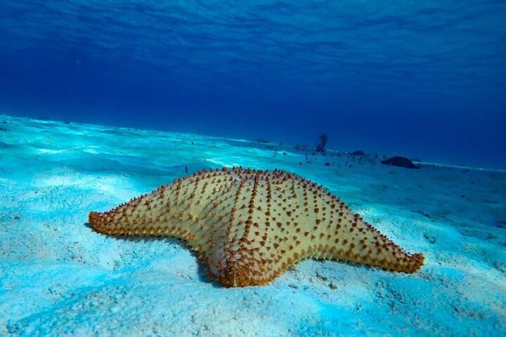 Cozumel snorkeltour: Palancar, Columbia en El Cielo Reefs