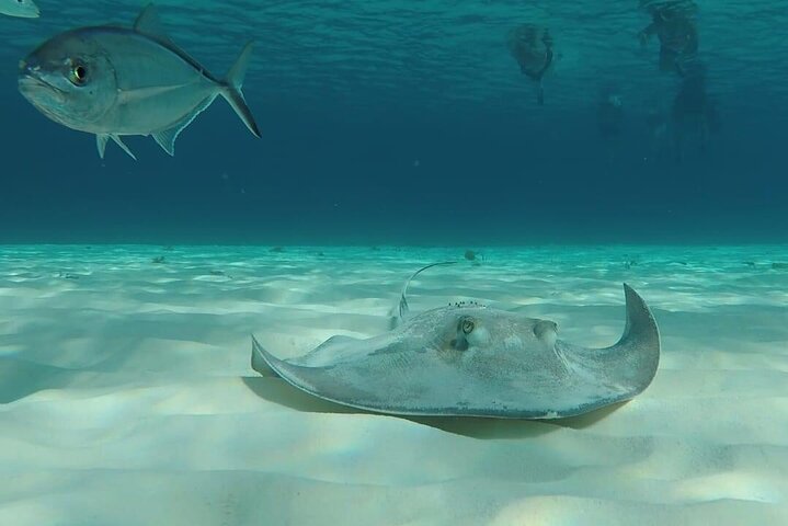 Cozumel snorkeltour: Palancar, Columbia en El Cielo Reefs
