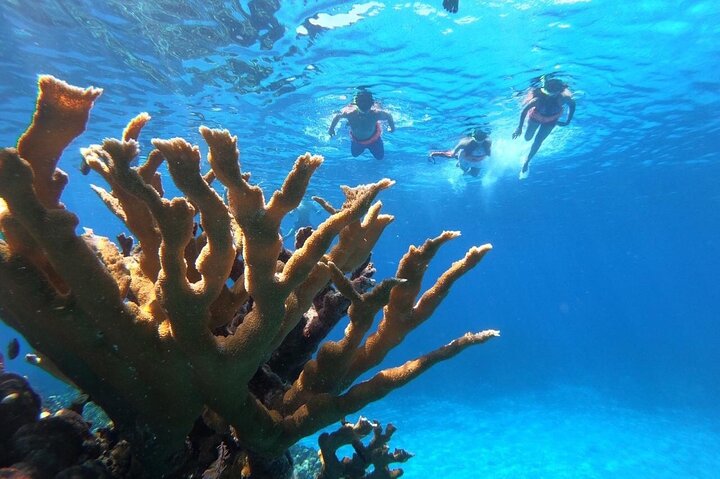 Cozumel snorkeltour: Palancar, Columbia en El Cielo Reefs