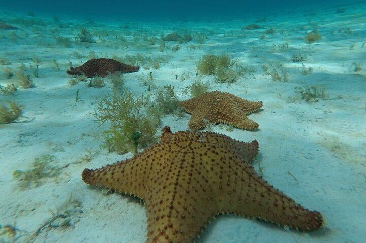 Cozumel snorkeltour: Palancar, Columbia en El Cielo Reefs