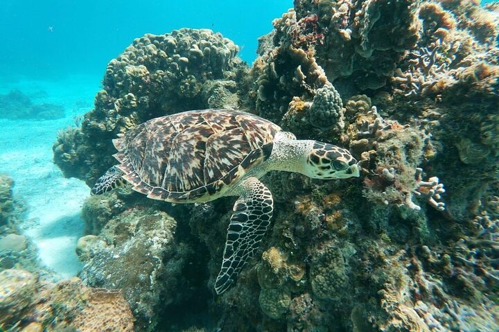 Cozumel snorkeltour: Palancar, Columbia en El Cielo Reefs