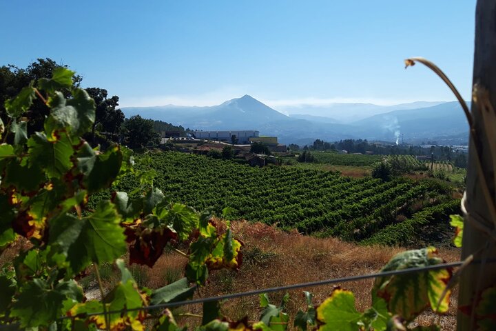Degustazione di identità | Quinta de Santa Cristina Vinho Verde