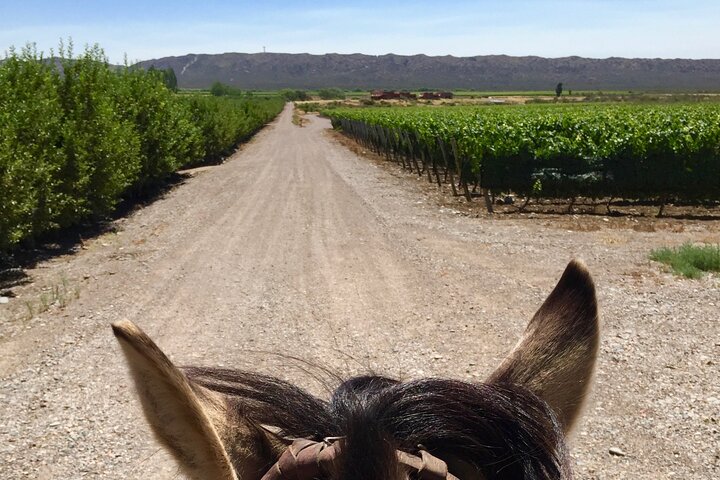 Paseo a caballo por viñedos seguido de almuerzo gourmet