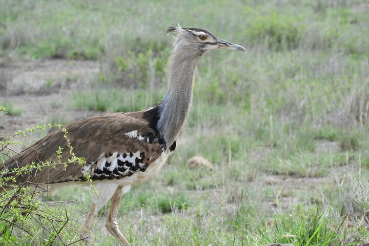 Private Adventure: Nairobi park, Elephants & Giraffe centre