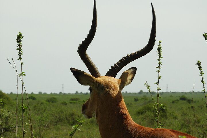 Private Adventure: Nairobi park, Elephants & Giraffe centre
