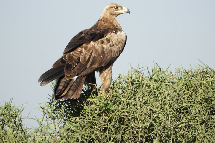 Private Adventure: Nairobi park, Elephants & Giraffe centre