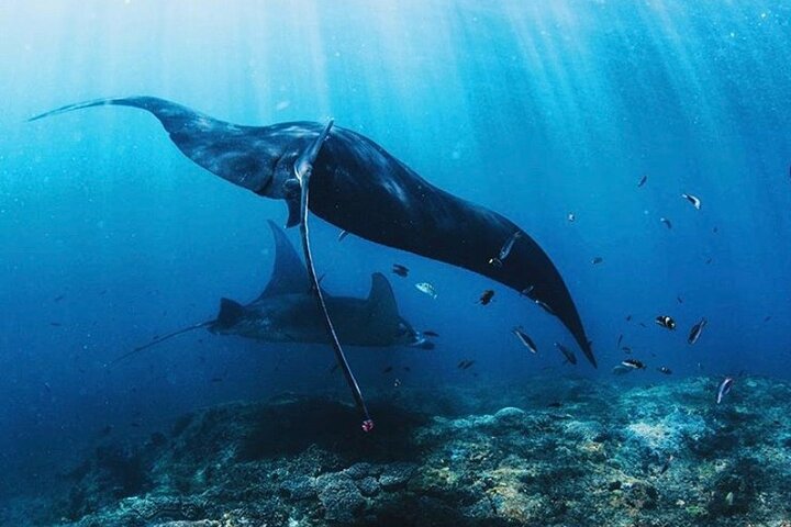 Heldagsutflykt för att utforska 6 destinationer i Labuan Bajo och Komodo