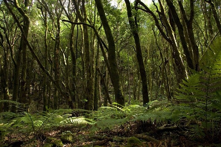 Ganztägige geführte Tour von Teneriffa nach La Gomera