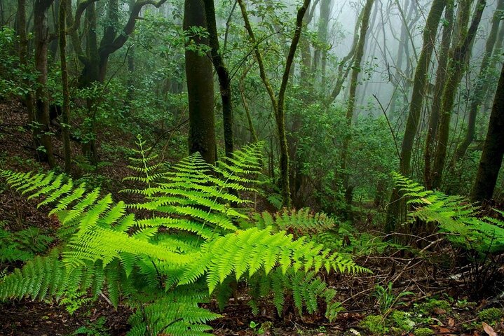 Ganztägige geführte Tour von Teneriffa nach La Gomera