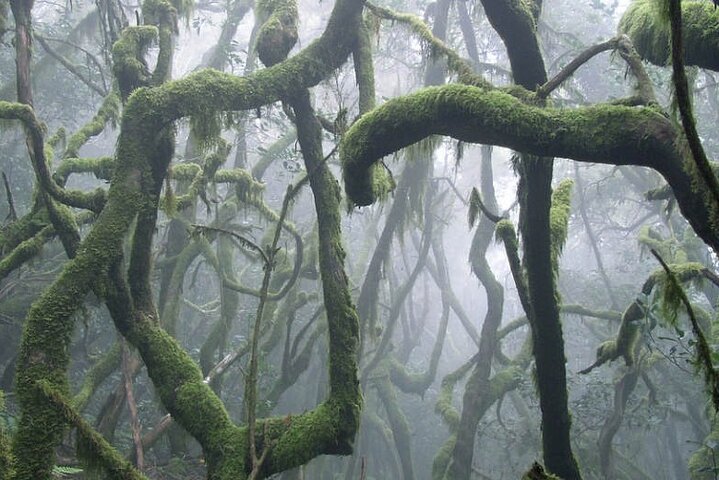 Ganztägige geführte Tour von Teneriffa nach La Gomera
