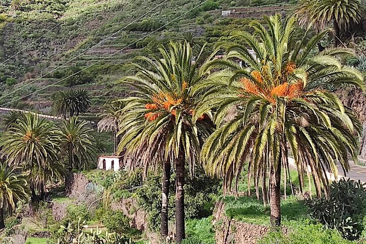 Ganztägige geführte Tour von Teneriffa nach La Gomera
