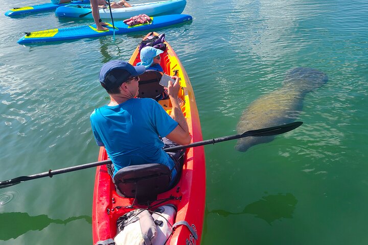 Tunnel delle mangrovie & Eco-Tour in kayak con lamantino