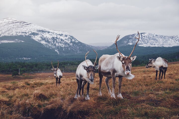 Privat tur i Cairngorm National Park