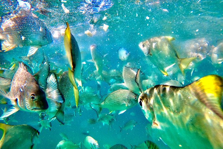 Viagem diurna à Ilha Moreton (caiaque, snorkel e sandboard) de Brisbane ou Gold Coast