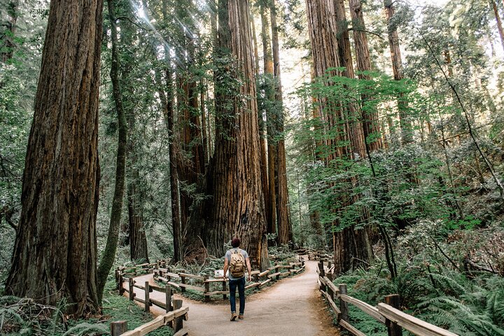 San Francisco, Muir Woods, Sausalito och valfri Alcatraz Tour