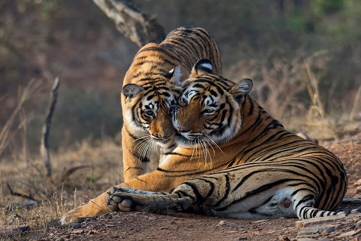 Ranthambore Wildlife Safari Excursion d'une journée au départ de Jaipur