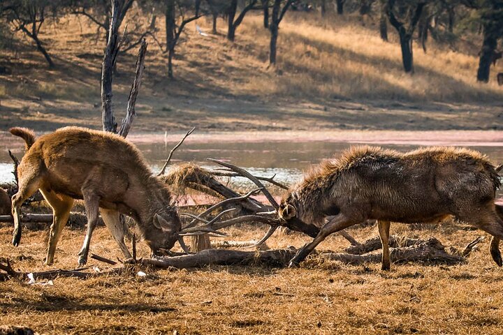 Ranthambore Wildlife Safari Excursion d'une journée au départ de Jaipur