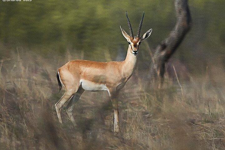 Ranthambore Wildlife Safari Excursion d'une journée au départ de Jaipur