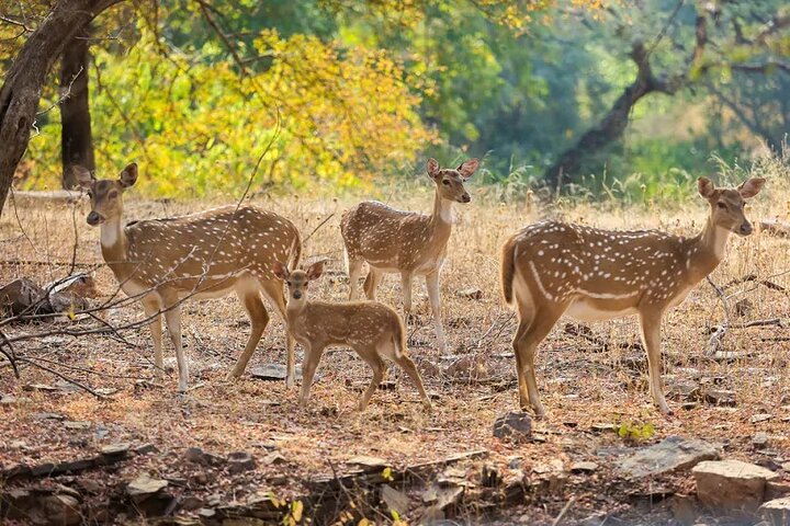 Ranthambore Wildlife Safari Excursion d'une journée au départ de Jaipur