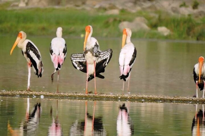 Ranthambore Wildlife Safari Excursion d'une journée au départ de Jaipur