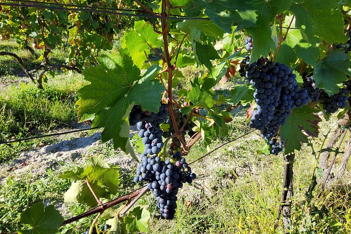 Day trip from Bratislava: Winery Tour with Wine Tasting in the Countryside