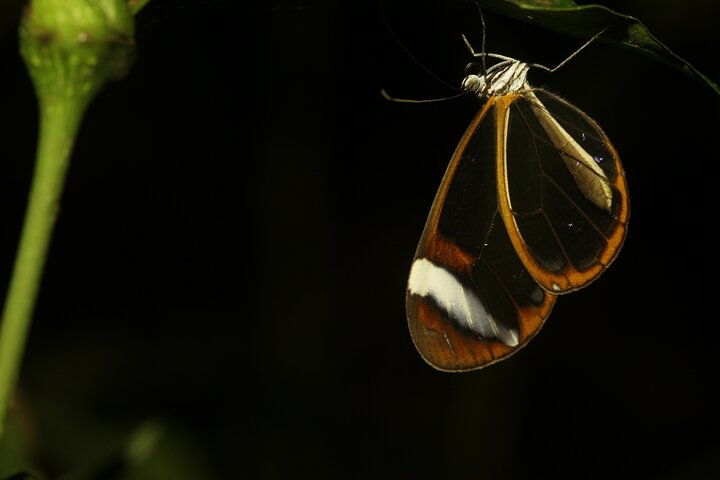 La Fortuna Night Walk at Arenal Volcano: Rainforest Wildlife Tour