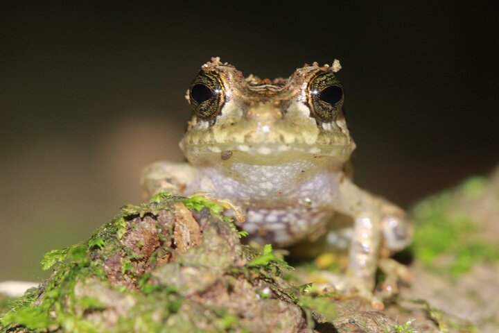 La Fortuna Night Walk at Arenal Volcano: Rainforest Wildlife Tour