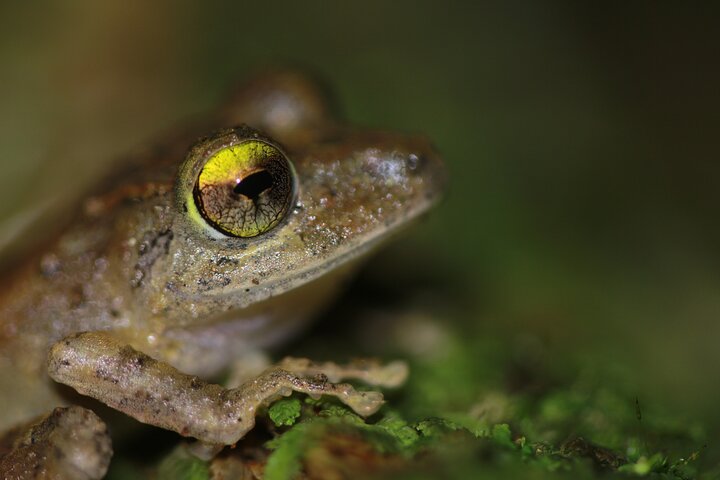 La Fortuna Night Walk at Arenal Volcano: Rainforest Wildlife Tour