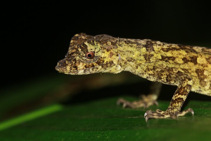 La Fortuna Night Walk at Arenal Volcano: Rainforest Wildlife Tour