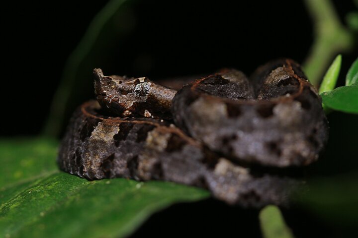 La Fortuna Night Walk at Arenal Volcano: Rainforest Wildlife Tour