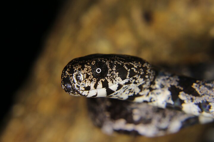 La Fortuna Night Walk at Arenal Volcano: Rainforest Wildlife Tour