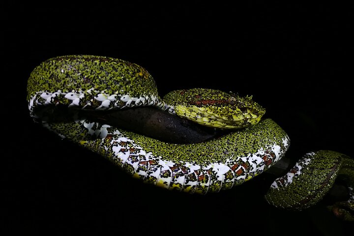 La Fortuna Night Walk at Arenal Volcano: Rainforest Wildlife Tour