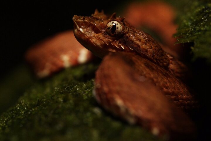 La Fortuna Night Walk at Arenal Volcano: Rainforest Wildlife Tour