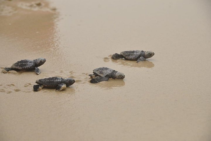 Insel Boa Vista: Ganztägige wilde Strände und Erlebnis in der Viana-Wüste