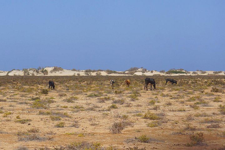 Insel Boa Vista: Ganztägige wilde Strände und Erlebnis in der Viana-Wüste