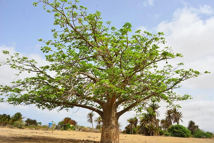 Insel Boa Vista: Ganztägige wilde Strände und Erlebnis in der Viana-Wüste