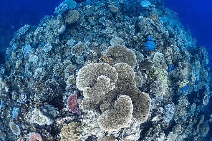 Aventura de navegación y snorkel en Outer Reef Mackay Cay desde Port Douglas