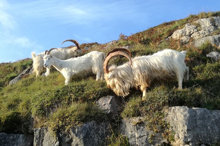 Portmeirion, kastelen en Snowdonia Tour