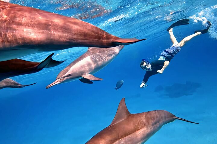 Gita di snorkeling alla Sataya Dolphin House - Marsa Alam