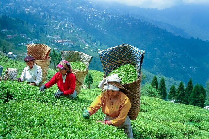 5-daagse privétour door Gangtok en Darjeeling