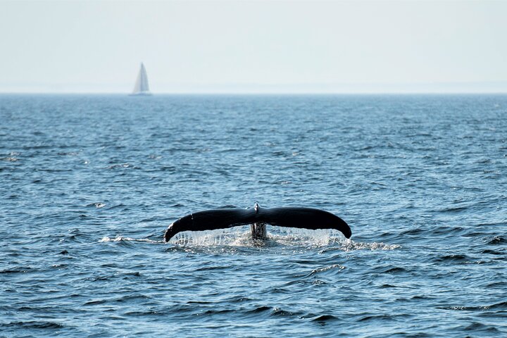 City Cruises Boston Whale Watching Cruise em barco de alta velocidade