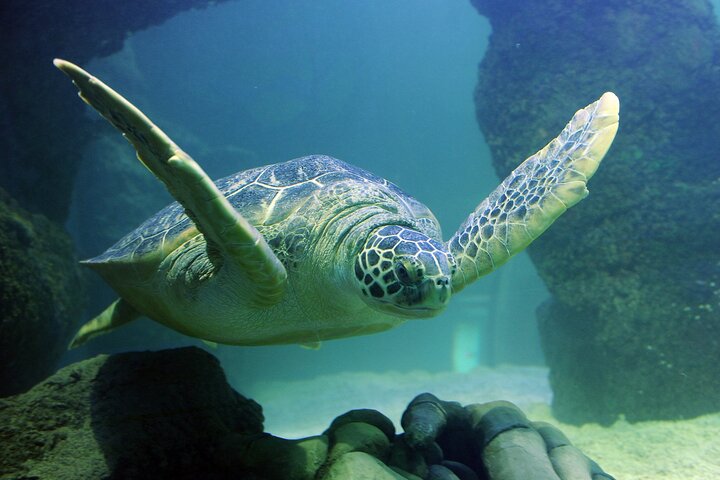 Ingressos para o SEA LIFE New Jersey no American Dream