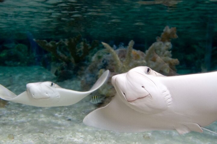 Ingressos para o SEA LIFE New Jersey no American Dream