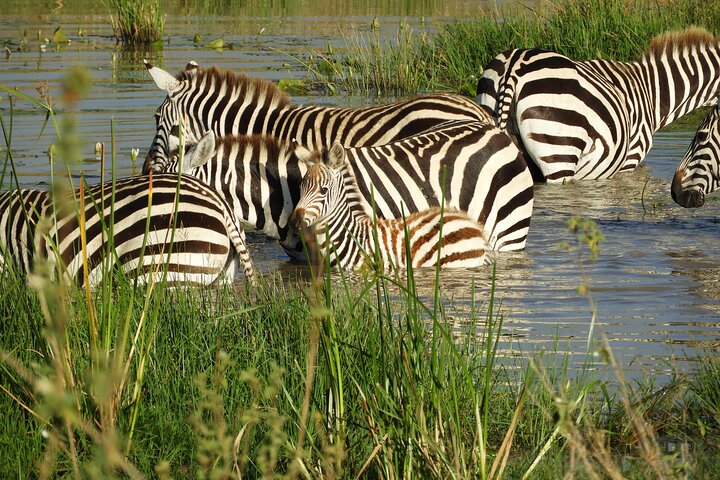 Private Adventure: Nairobi park, Elephants & Giraffe centre