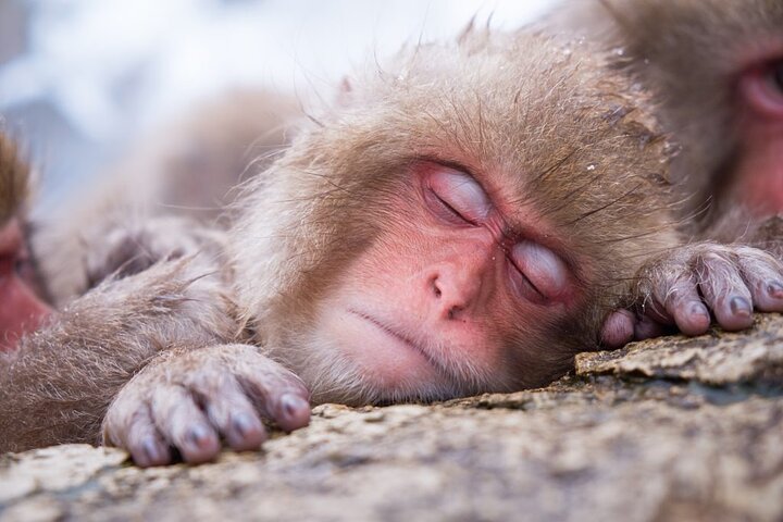 1 - Dag Snow Monkeys, Zenko-ji Temple & Sake i Nagano